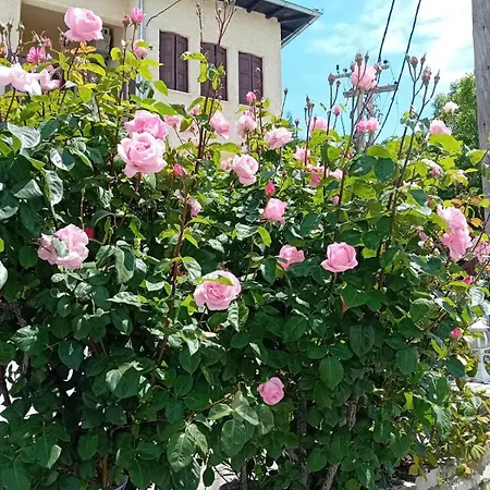 Alikopetra פורטאריה